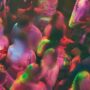 Copertina di Respinto all’ingresso della discoteca, torna in auto e investe due persone: ventenne ai domiciliari a Torino