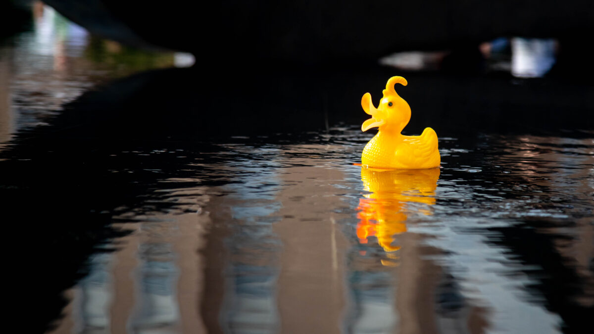 l8217italia vince i mondiali di papere galleggianti battendo francia e moldavia ecco cos8217232 e come funziona il world duck race championship da Ilfattoquotidiano.it l8217italia vince i mondiali di papere galleggianti battendo francia e moldavia ecco cos8217232 e come funziona il world duck race championship