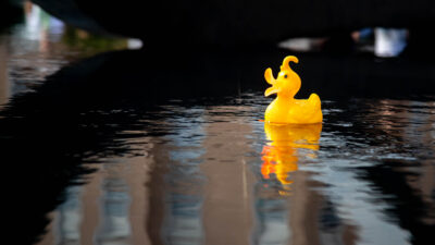Copertina di L’Italia vince i Mondiali di papere galleggianti battendo Francia e Moldavia: ecco cos’è e come funziona il World Duck Race Championship