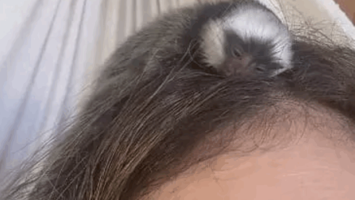 “Mi hai adottata?”: il cucciolo di uistitì cade da un albero e si aggrappa ai capelli di una donna. Non voleva più scendere