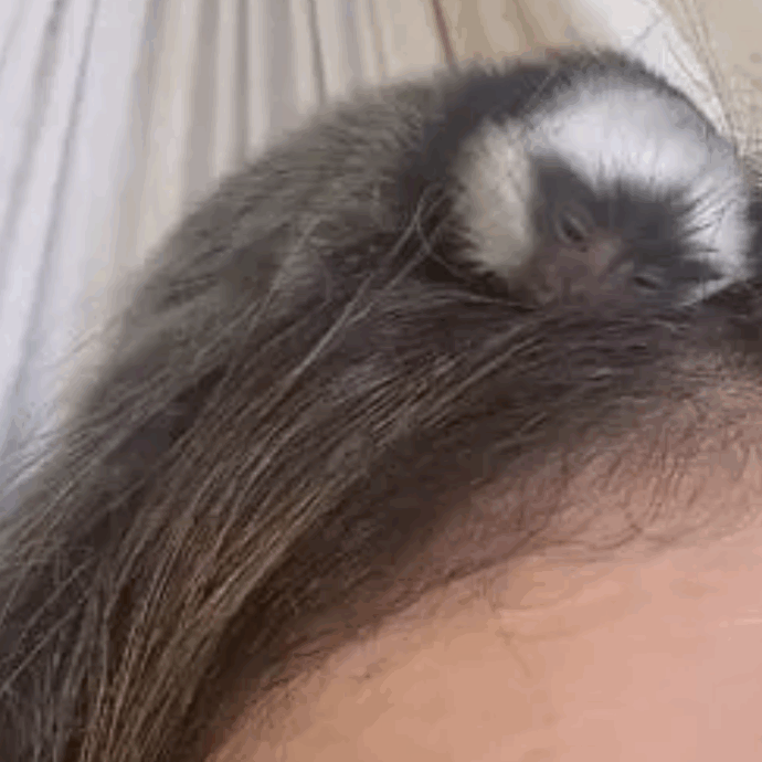 “Mi hai adottata?”: il cucciolo di uistitì cade da un albero e si aggrappa ai capelli di una donna. Non voleva più scendere
