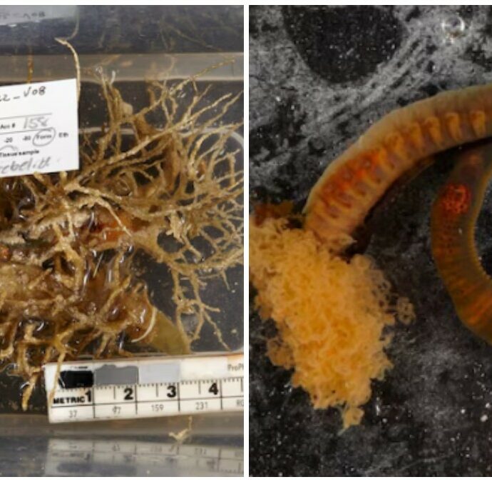 “Sono così interessanti e unici, sembrano una matassa di pasta”: ecco i “vermi spaghetto” con le ventose, l’incredibile scoperta fatta negli abissi dell’Australia