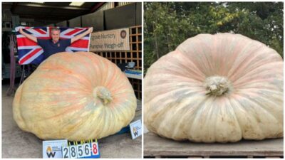 Copertina di “Finirà in pasto alle mucche, anche se per avere Bagheera ho fatto un lavoro dannatamente duro”: pesa 1.295 chili la zucca da record mondiale. E’ “l’esemplare più pesante e massiccio mai esistito”
