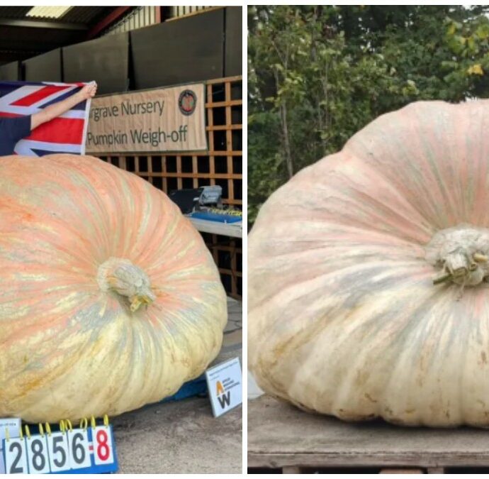 “Finirà in pasto alle mucche, anche se per avere Bagheera ho fatto un lavoro dannatamente duro”: pesa 1.295 chili la zucca da record mondiale. E’ “l’esemplare più pesante e massiccio mai esistito”