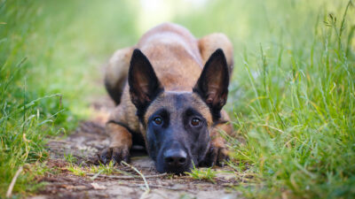Copertina di Trova un cane smarrito per strada e chiede 1.000 euro di riscatto alla proprietaria per restituirglielo: coppia denunciata per tentata estorsione