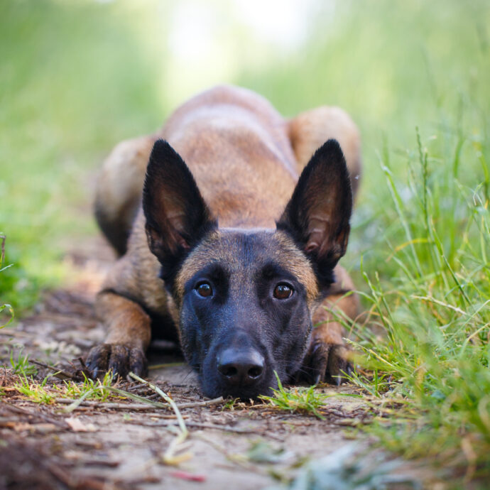 Trova un cane smarrito per strada e chiede 1.000 euro di riscatto alla proprietaria per restituirglielo: coppia denunciata per tentata estorsione