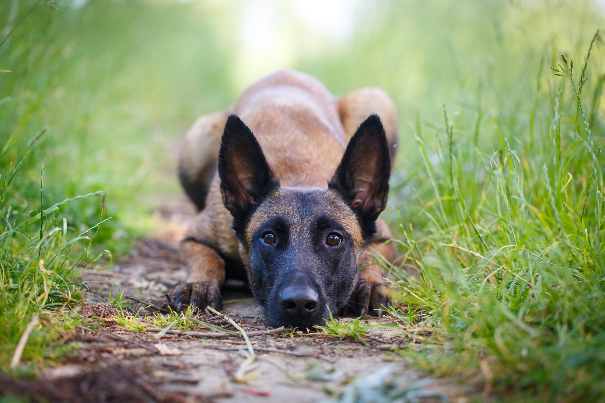Trova un cane smarrito per strada e chiede 1.000 euro di riscatto alla proprietaria per restituirglielo: coppia denunciata per tentata estorsione