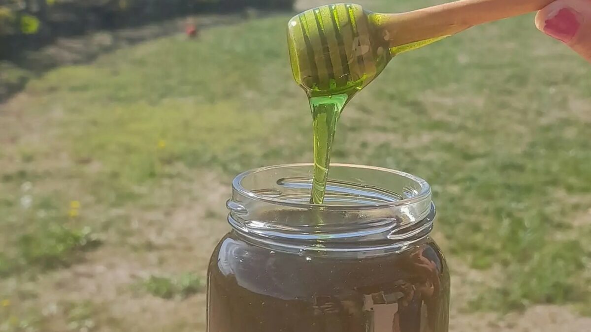 ho aperto gli alveari e dentro ci ho trovato del miele verde chiss224 se le api hanno raccolto il nettare dal fondo di una tinozza di sciroppo di menta l8217incredibile scoperta di 201ric manaud da Ilfattoquotidiano.it ho aperto gli alveari e dentro ci ho trovato del miele verde chiss224 se le api hanno raccolto il nettare dal fondo di una tinozza di sciroppo di menta l8217incredibile scoperta di 201ric manaud