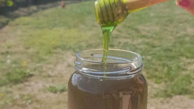 Copertina di “Ho aperto gli alveari e dentro ci ho trovato del miele verde. Chissà se le api hanno raccolto il nettare dal fondo di una tinozza di sciroppo di menta”: l’incredibile scoperta di Éric Manaud