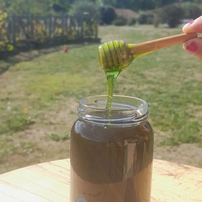 “Ho aperto gli alveari e dentro ci ho trovato del miele verde. Chissà se le api hanno raccolto il nettare dal fondo di una tinozza di sciroppo di menta”: l’incredibile scoperta di Éric Manaud