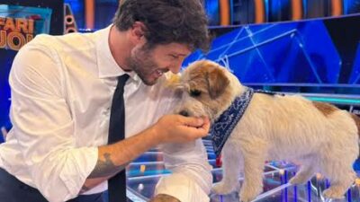 Copertina di “Stefano De Martino si è chinato, ha spalancato le braccia e lui gli è saltato addosso riempendolo di bacetti. Si sono subito voluti bene, ha conquistato il suo cuore”: parla la manager del cane Tommasino