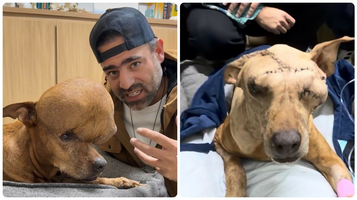 “Non ha mai curato il suo tumore e per diversi anni lo ha tenuto rinchiuso in casa. Quando l’ho trovato in strada, mangiava gli avanzi”: la drammatica storia del cane Archie