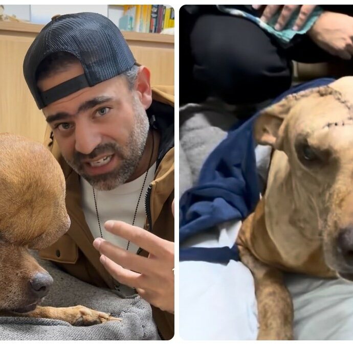 “Non ha mai curato il suo tumore e per diversi anni lo ha tenuto rinchiuso in casa. Quando l’ho trovato in strada, mangiava gli avanzi”: la drammatica storia del cane Archie
