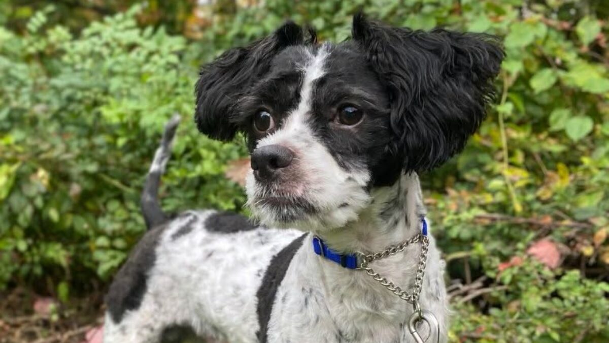 “È stato trovato con lividi sulla testa e sul corpo, incluso un gonfiore alla bocca”: Puffin, il cane salvato da una donna che lo picchiava, ora cerca un nuovo proprietario