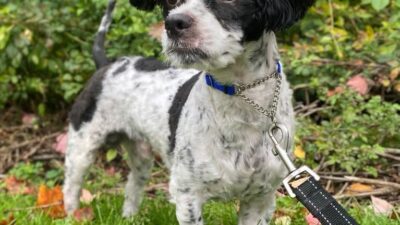 Copertina di “È stato trovato con lividi sulla testa e sul corpo, incluso un gonfiore alla bocca”: Puffin, il cane salvato da una donna che lo picchiava, ora cerca un nuovo proprietario