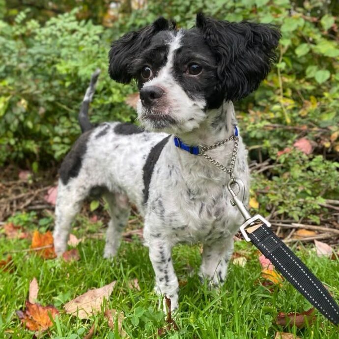 “È stato trovato con lividi sulla testa e sul corpo, incluso un gonfiore alla bocca”: Puffin, il cane salvato da una donna che lo picchiava, ora cerca un nuovo proprietario
