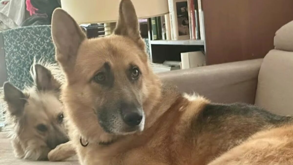 “Dopo una perdita così dolorosa, vorremmo risparmiare loro anche il dolore della separazione”: si cerca un nuovo proprietario per i cani della giornalista del Tg2 Christiana Ruggeri