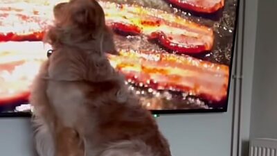 Copertina di Un golden retriever vede il bacon in televisione e inizia a leccare lo schermo con molto gusto – IL VIDEO