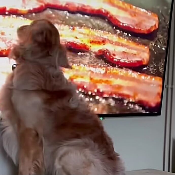Un golden retriever vede il bacon in televisione e inizia a leccare lo schermo con molto gusto – IL VIDEO