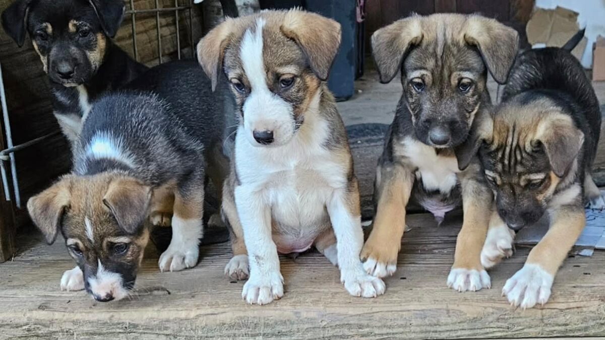 “Il miglior cane del mondo”: ecco il Fox Collie, un’inedita razza creata in California per dare un nuovo scopo ai cani pastori