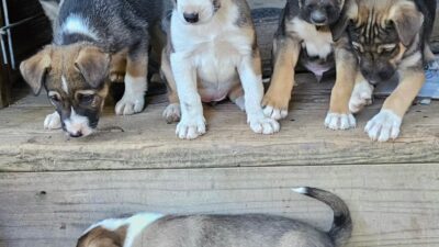 Copertina di “Il miglior cane del mondo”: ecco il Fox Collie, un’inedita razza creata in California per dare un nuovo scopo ai cani pastori