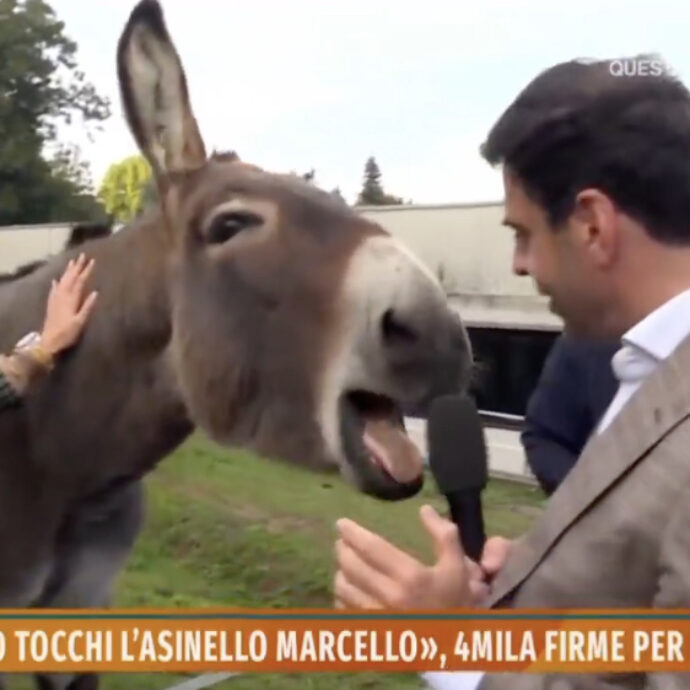 L’asino Marcello fa troppo “rumore” e divide il paese: i potenti ragli, l’esposto e la petizione. Il 7 novembre si decide il suo destino e intanto diventa una star tv