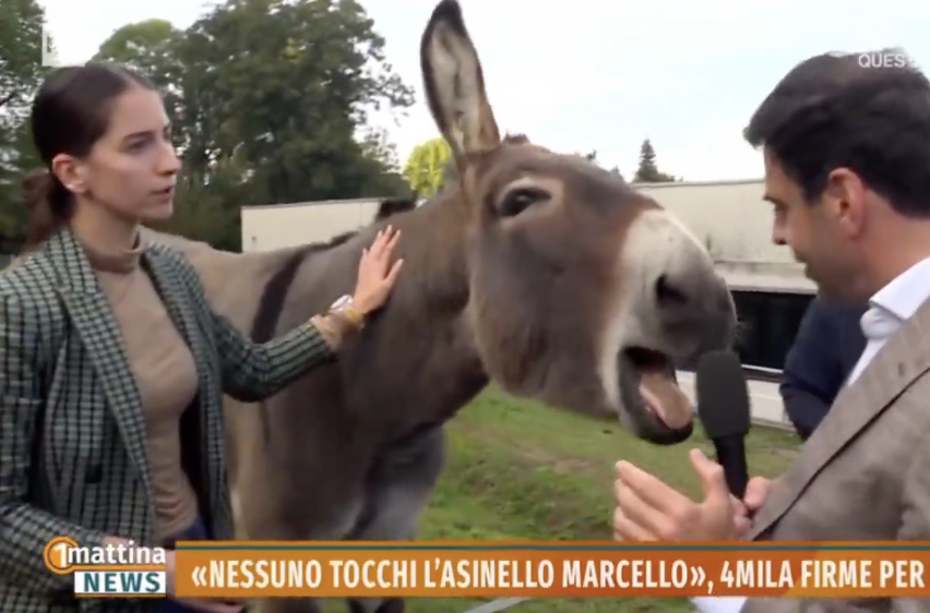 Un asno llamado Marcello divide a un pueblo del Piamonte por sus rebuznos