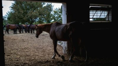 Copertina di Crotone, pagato 2,45 euro l’ora per accudire 20 cavalli: operaio sfruttato in un maneggio. Arrestato il titolare