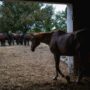 Copertina di Crotone, pagato 2,45 euro l’ora per accudire 20 cavalli: operaio sfruttato in un maneggio. Arrestato il titolare