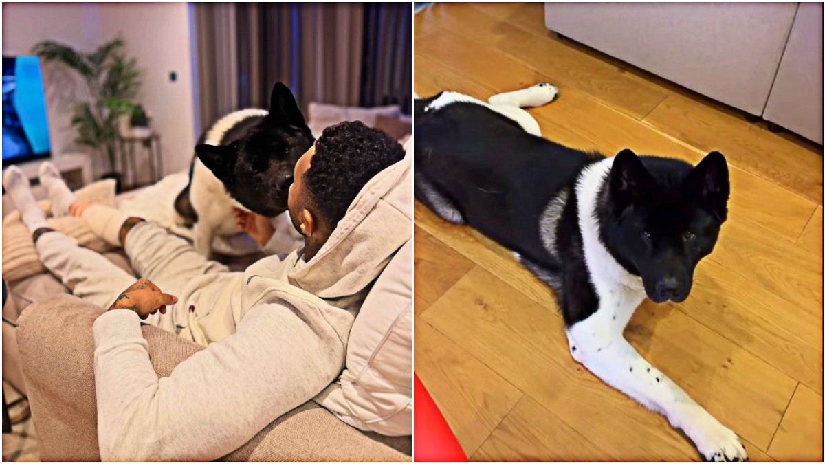 l8217ex liverpool pennant aggredito da un pastore tedesco 232 stato salvato dal suo akita 200 il mio eroe il cane non mollava la presa da Ilfattoquotidiano.it l8217ex liverpool pennant aggredito da un pastore tedesco 232 stato salvato dal suo akita 200 il mio eroe il cane non mollava la presa