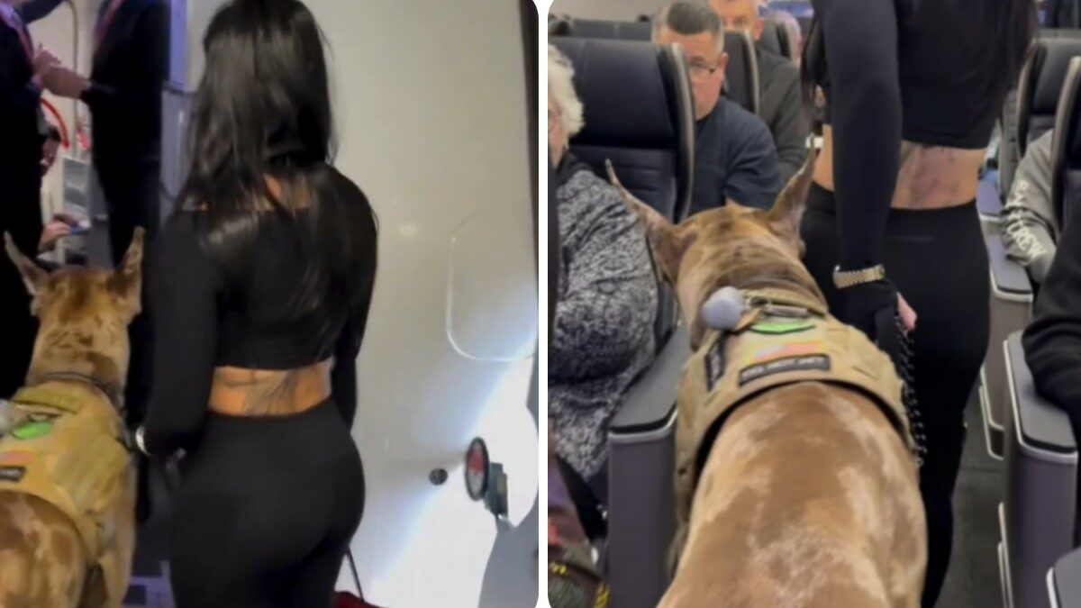 Sareste contenti di salire in aereo e trovarvi accanto un cane di oltre 50 chili? Il video dell’influencer con il suo alano da assistenza diventa virale: “Come mai non posso accarezzarlo?”
