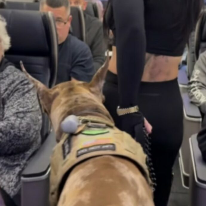 Sareste contenti di salire in aereo e trovarvi accanto un cane di oltre 50 chili? Il video dell’influencer con il suo alano da assistenza diventa virale: “Come mai non posso accarezzarlo?”