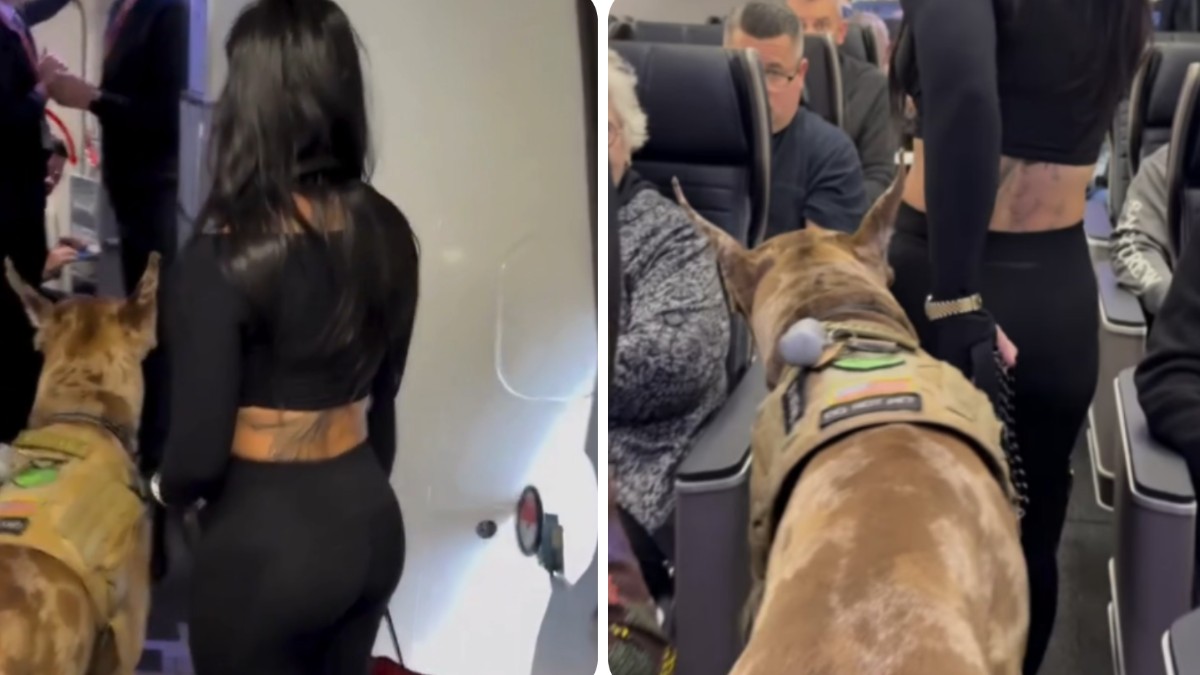 Un alano de más de 50 kilos viaja en cabina y divide a las redes