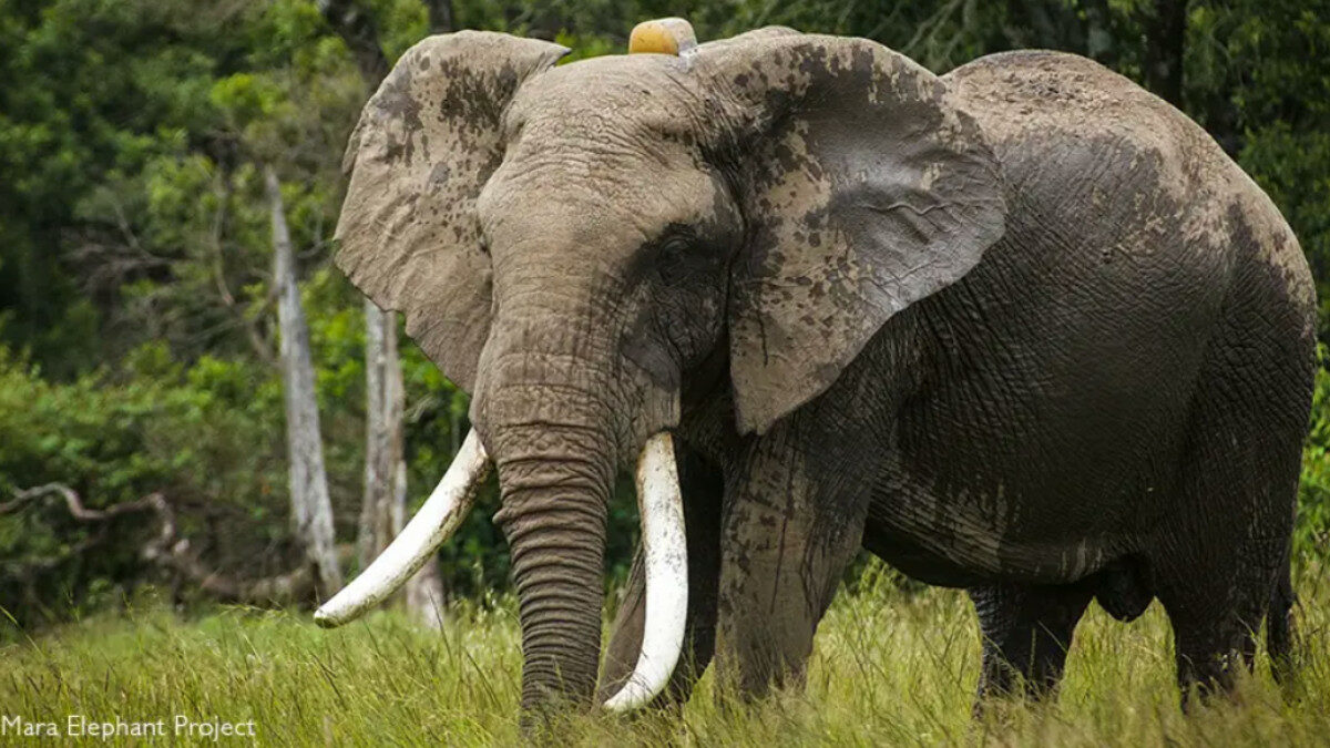 “Ci mancherà, ma che vita straordinaria ha vissuto”: è morto Fred, l’elefante simbolo del Maasai Mara e della lotta al bracconaggio