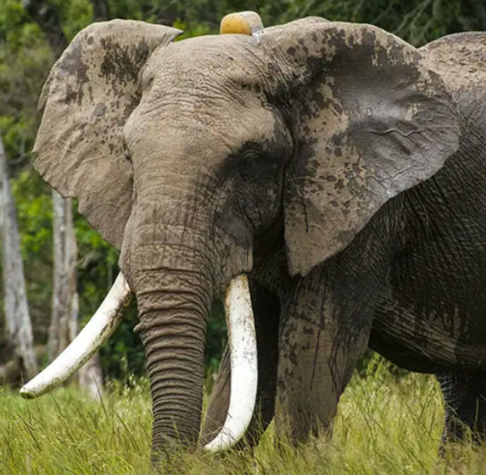 “Ci mancherà, ma che vita straordinaria ha vissuto”: è morto Fred, l’elefante simbolo del Maasai Mara e della lotta al bracconaggio