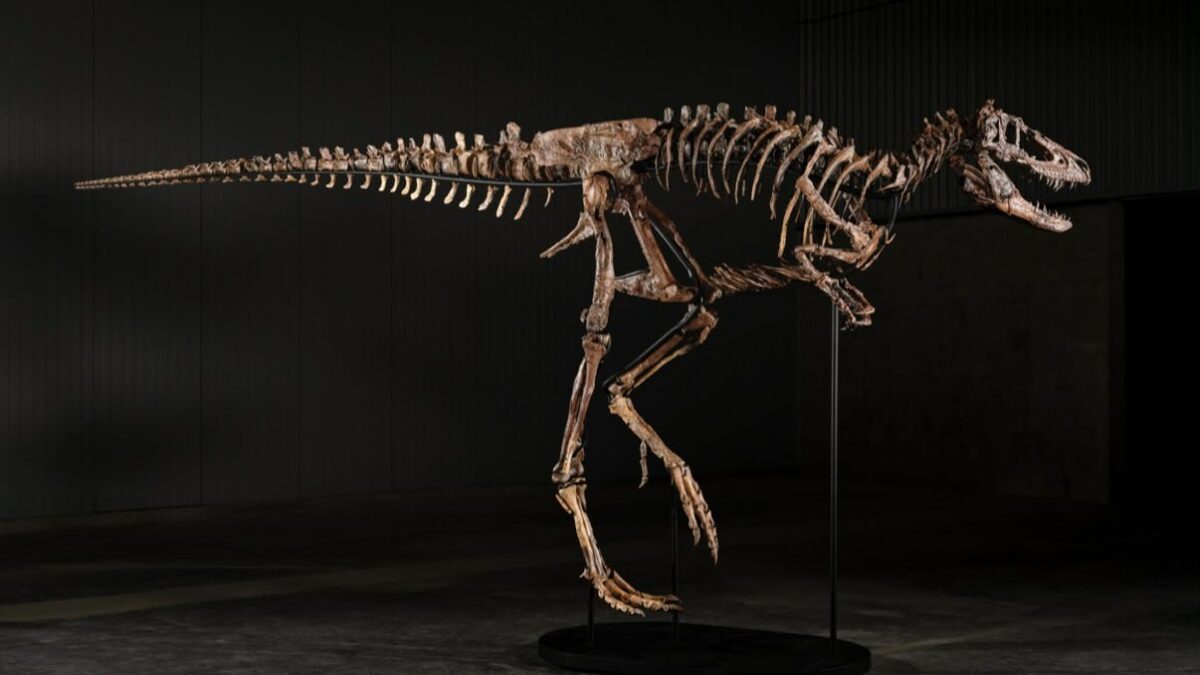 un raro scheletro di nanotyrannus 232 stato venduto all8217asta da sotheby8217s a new york per 473 milioni di dollari da Ilfattoquotidiano.it un raro scheletro di nanotyrannus 232 stato venduto all8217asta da sotheby8217s a new york per 473 milioni di dollari
