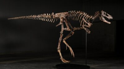 Copertina di Un raro scheletro di Nanotyrannus è stato venduto all’asta da Sotheby’s a New York per 47.3 milioni di dollari